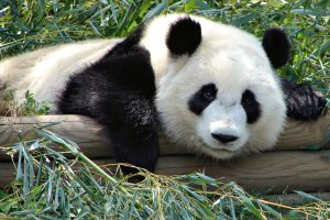 panda-reuzenpanda