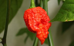 peper-carolina-reaper