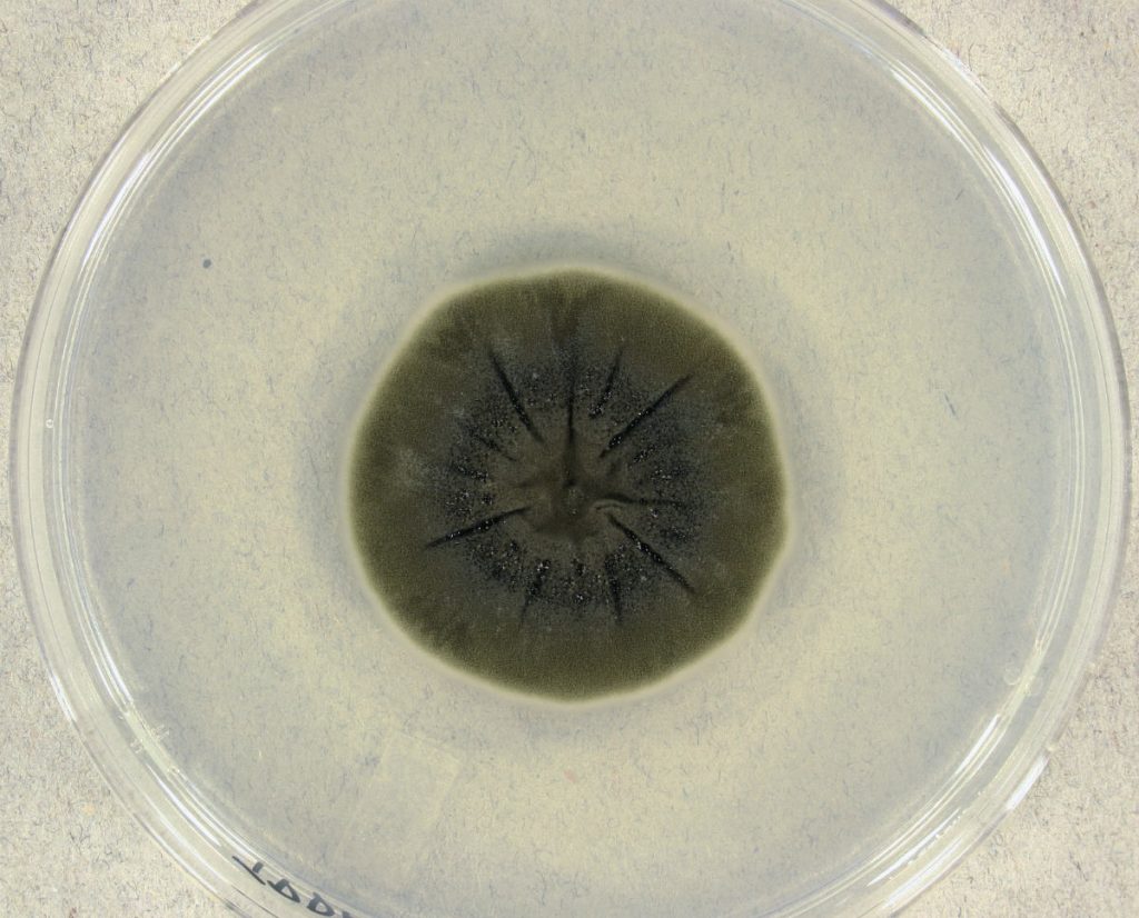 Cladosporium sphaerospermum