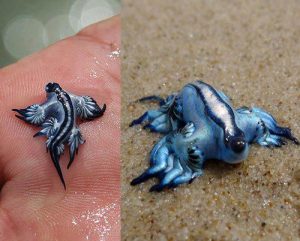 Glaucus atlanticus