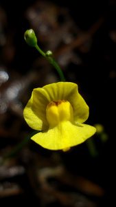 Utricularia-gibba-junk-dna