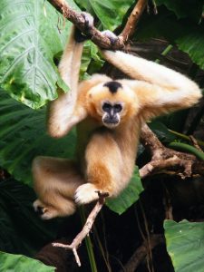 hainangibbon