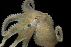 octopus bimaculoides