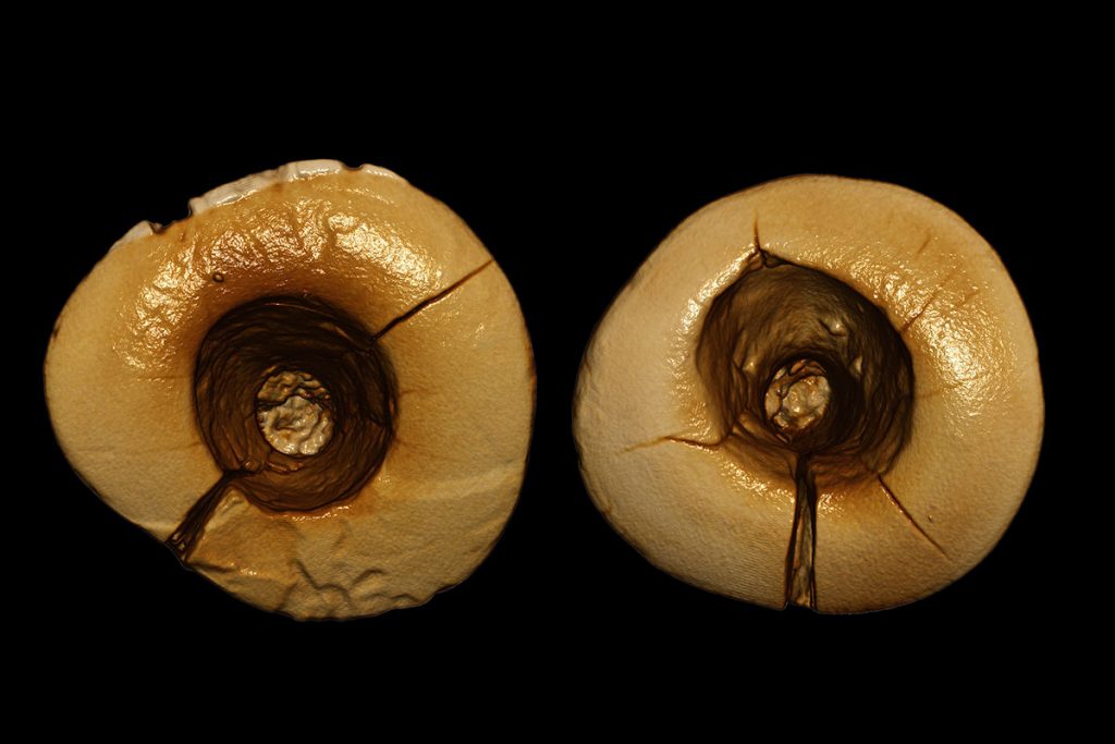 Prehistorische gaatjes gevuld met teer, planten en haren. Beeld: Stephano Benazzi