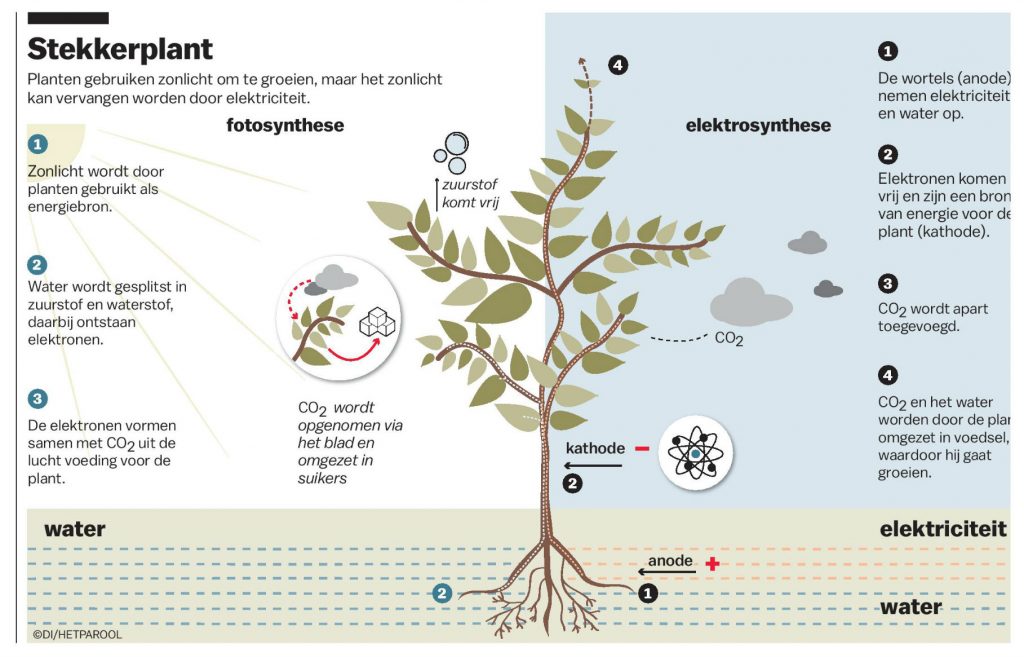 Planten gebruiken zonlicht om te groeien, maar je kunt licht als energiebron vervangen door elektriciteit. Fotosynthese wordt dan elektrosynthese.